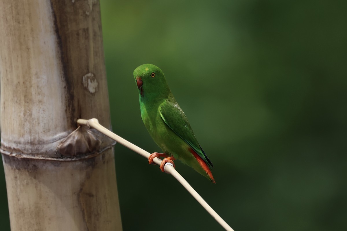 Pygmy Hanging-Parrot - ML609034397