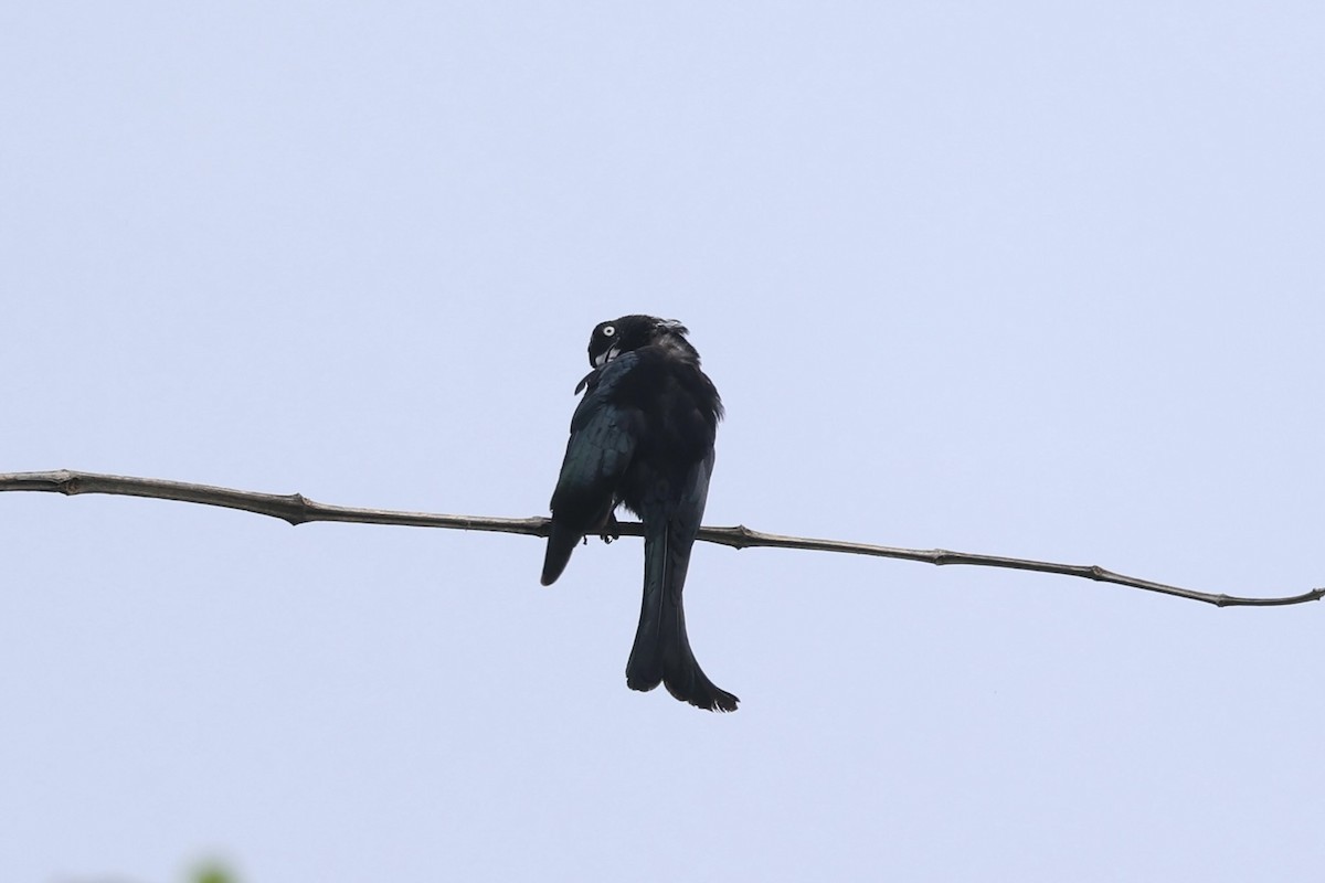 Hair-crested Drongo - Andrew William
