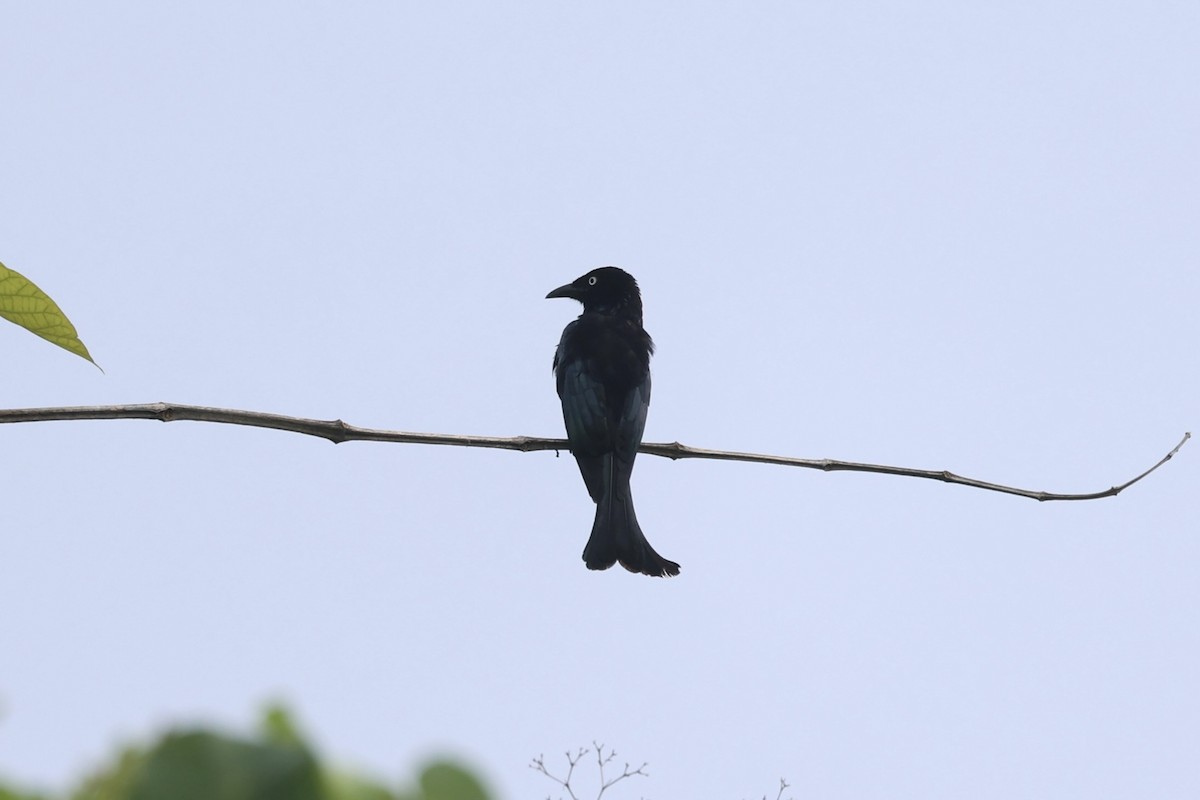 Hair-crested Drongo - ML609034765