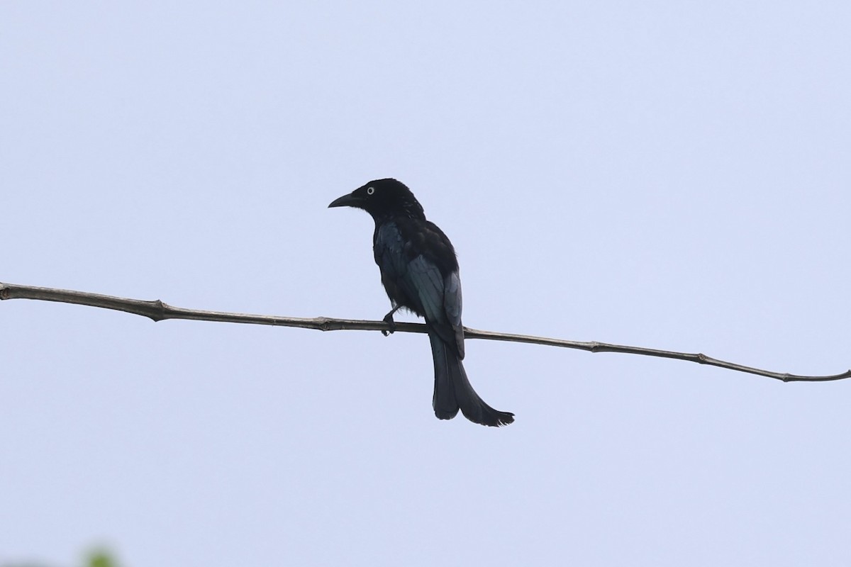 Hair-crested Drongo - ML609034766