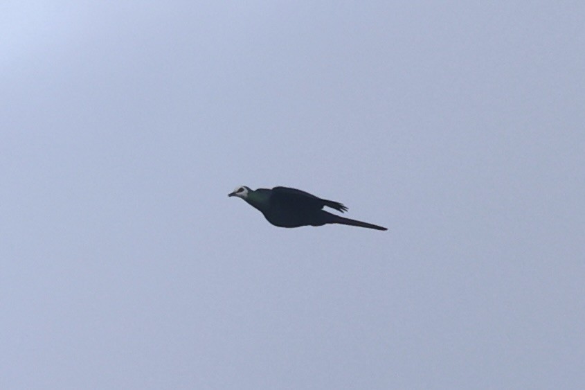 White-faced Cuckoo-Dove - ML609034799