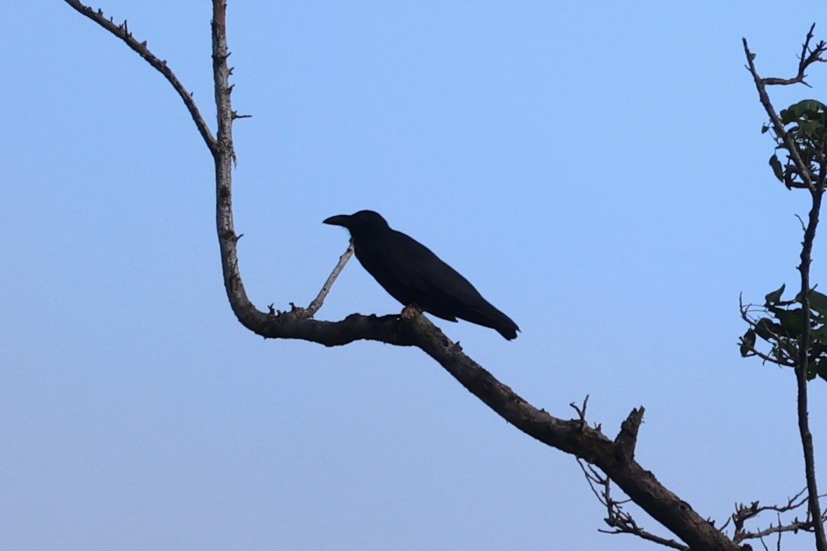 Slender-billed Crow - ML609034829
