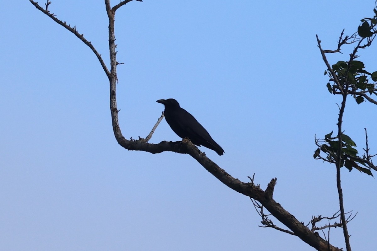 Slender-billed Crow - ML609034830