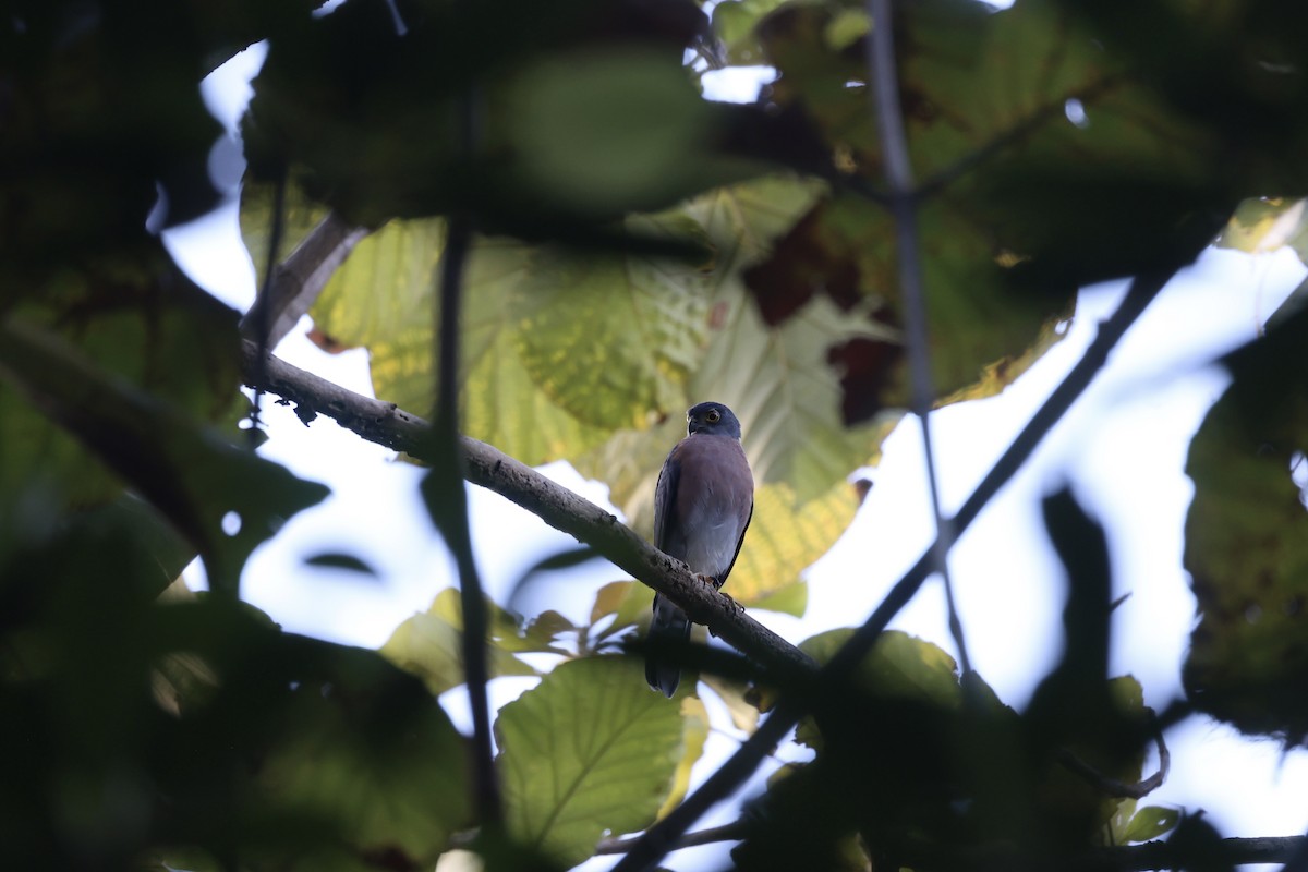 Vinous-breasted Sparrowhawk - ML609034864