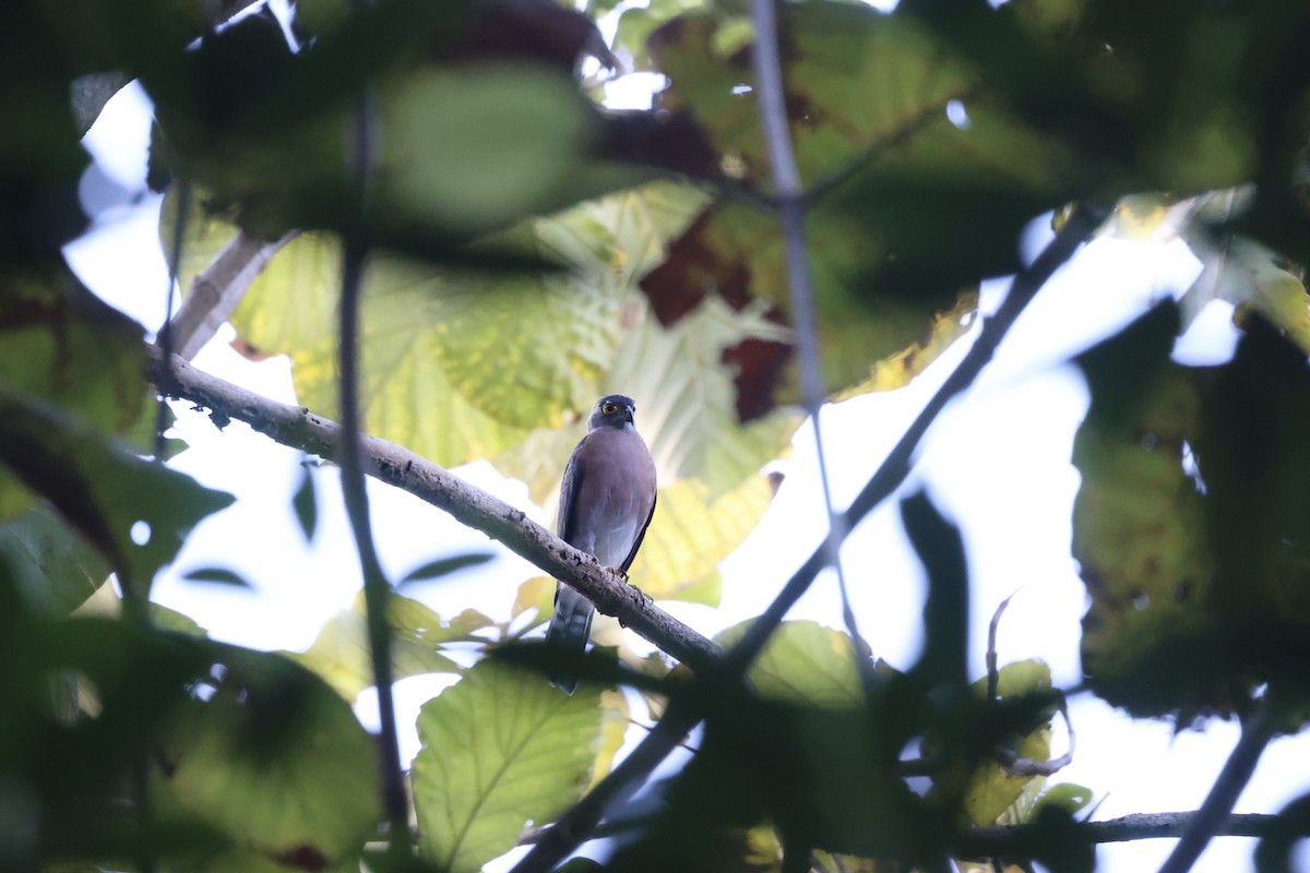 Vinous-breasted Sparrowhawk - ML609034868
