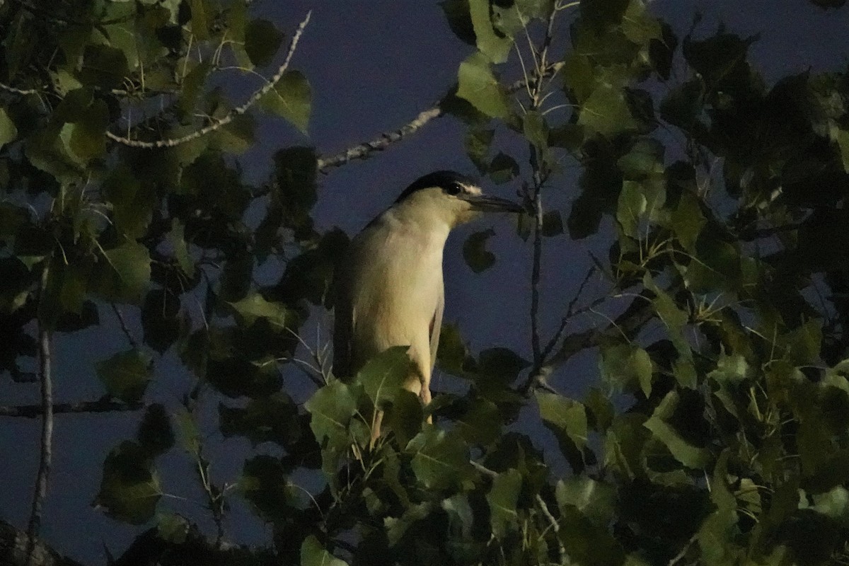Black-crowned Night Heron - ML609035110