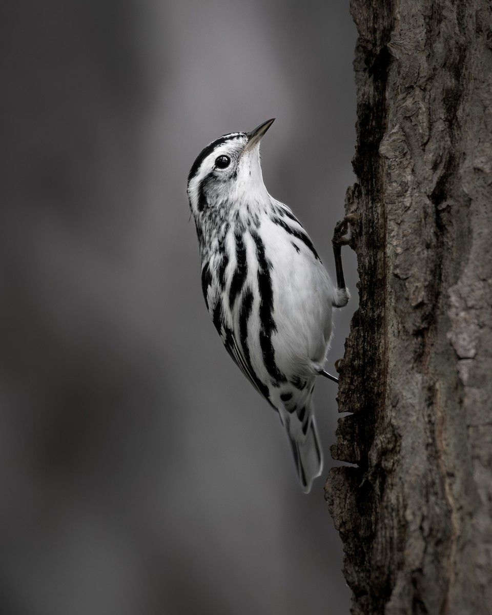 Black-and-white Warbler - ML609035468