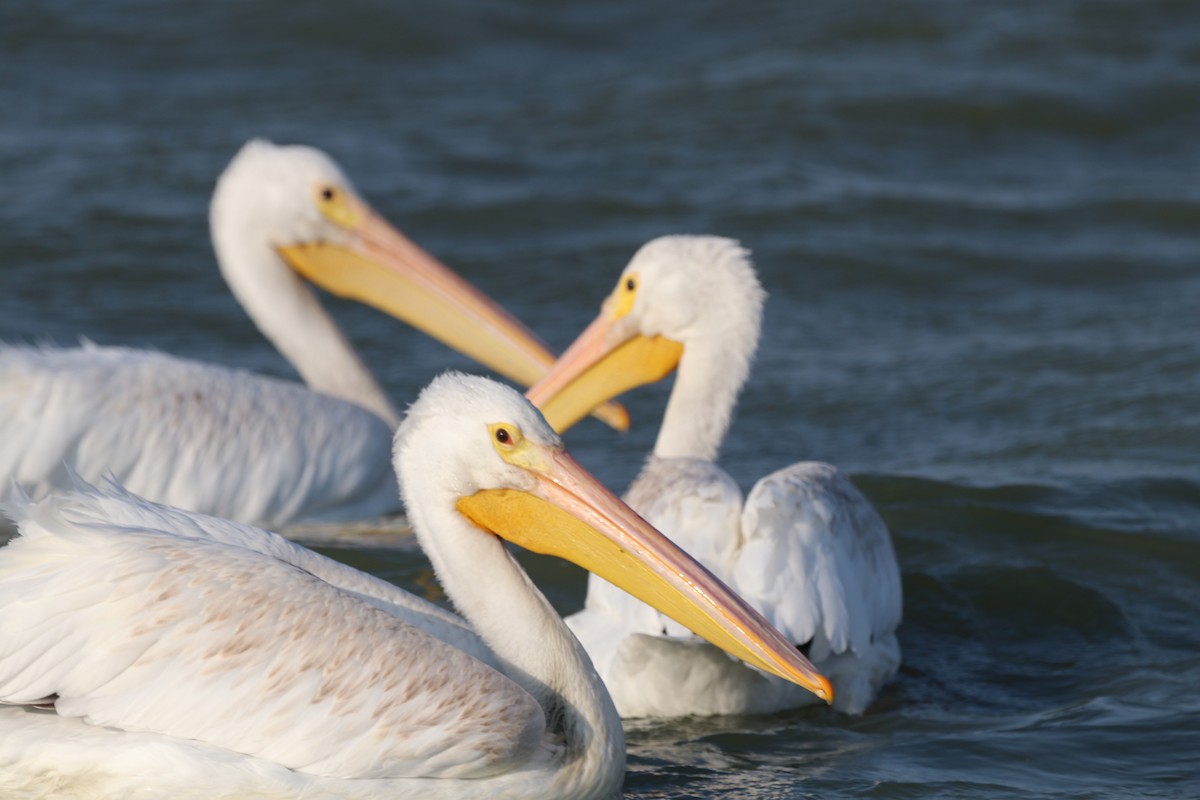 pelikán severoamerický - ML609035494