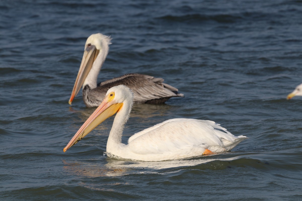 pelikán severoamerický - ML609035579