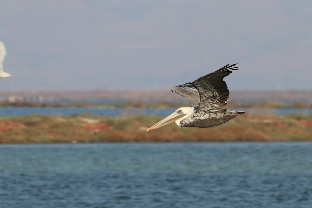 pelikán hnědý - ML609035608