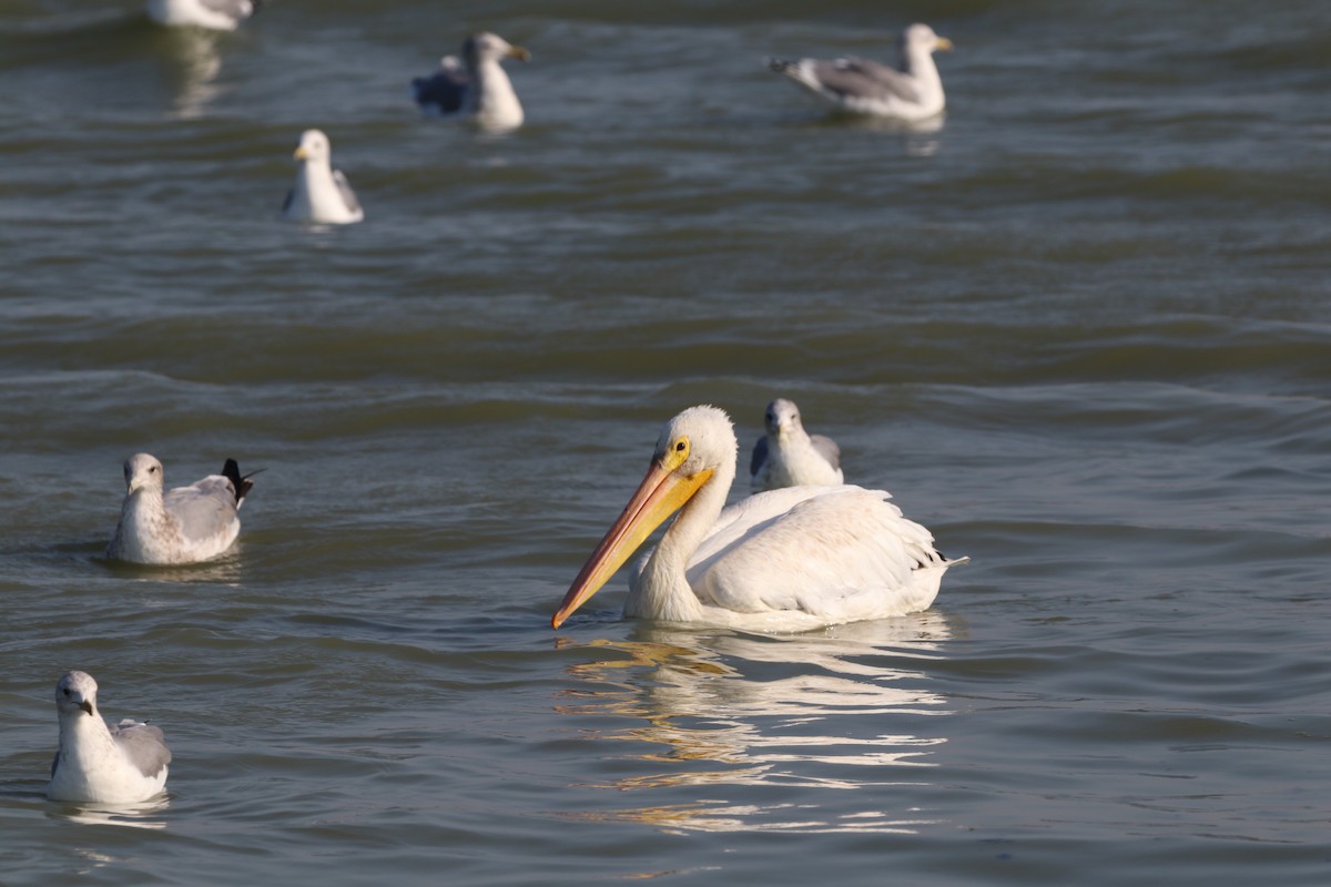 pelikán severoamerický - ML609035638