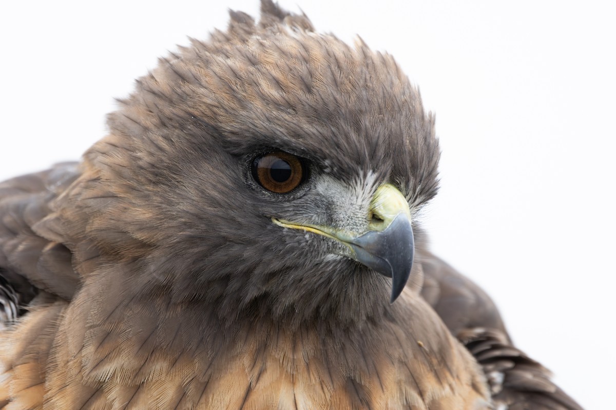 Red-tailed Hawk - Jodhan Fine