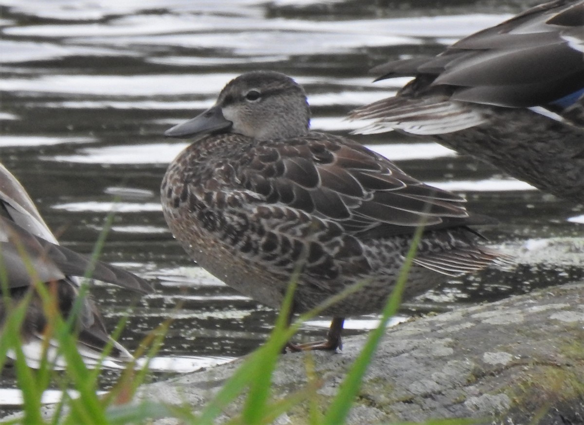 Blue-winged Teal - ML609036007