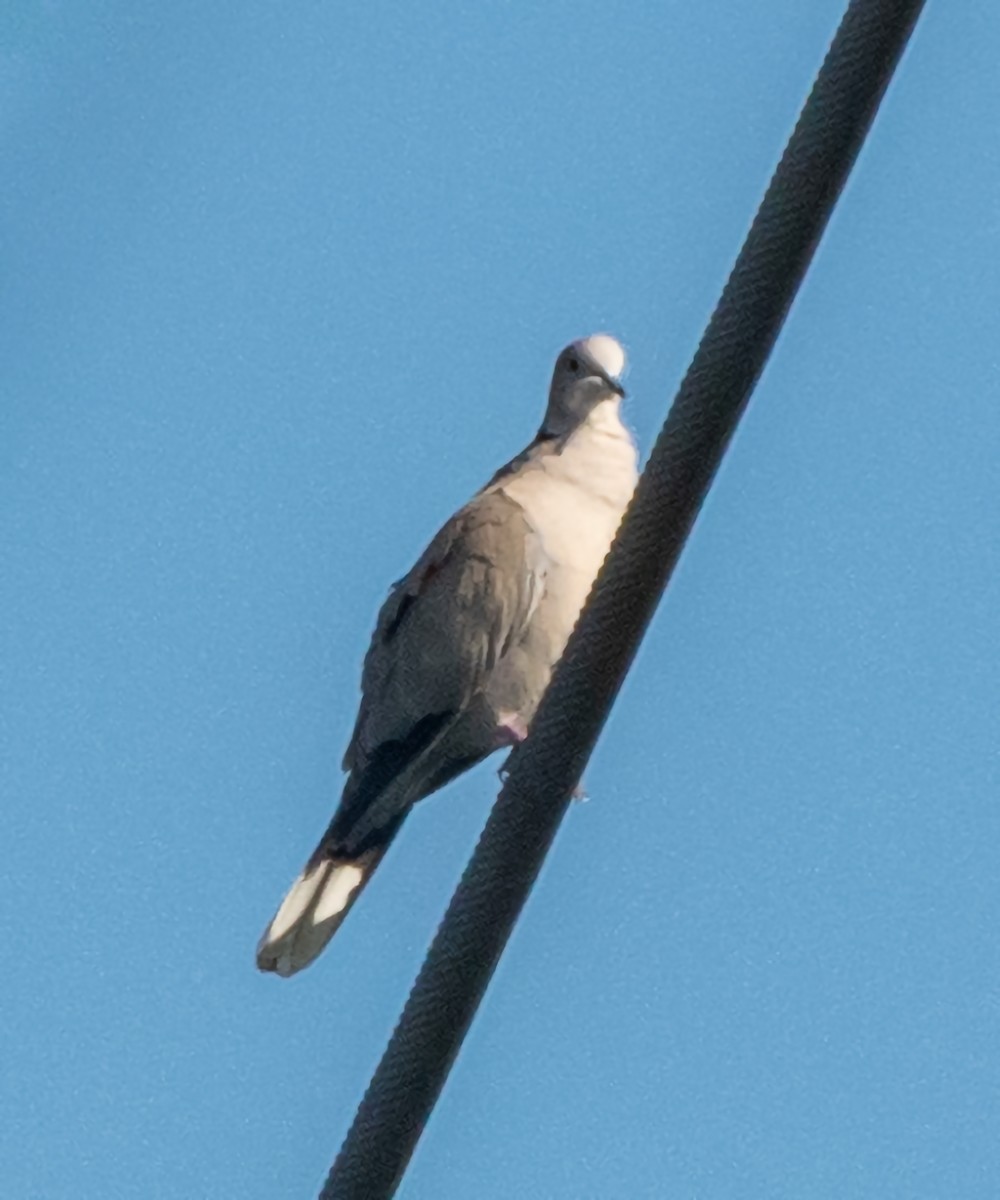 Eurasian Collared-Dove - ML609037267