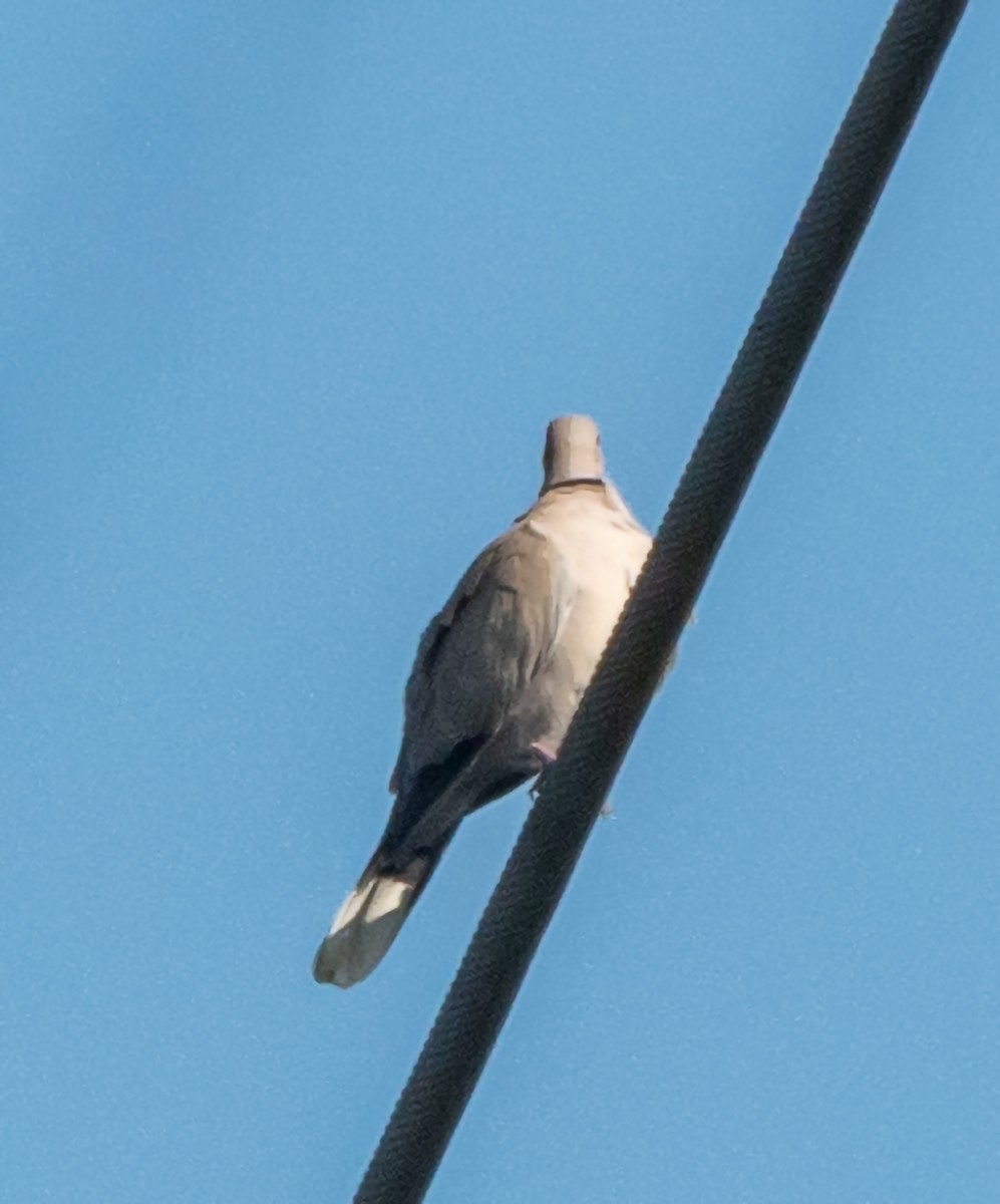 Eurasian Collared-Dove - ML609037268