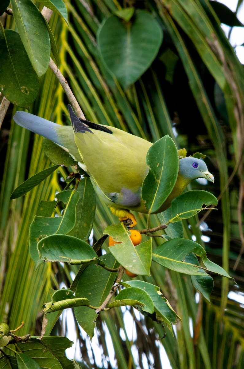 Yellow-footed Green-Pigeon - ML609037698
