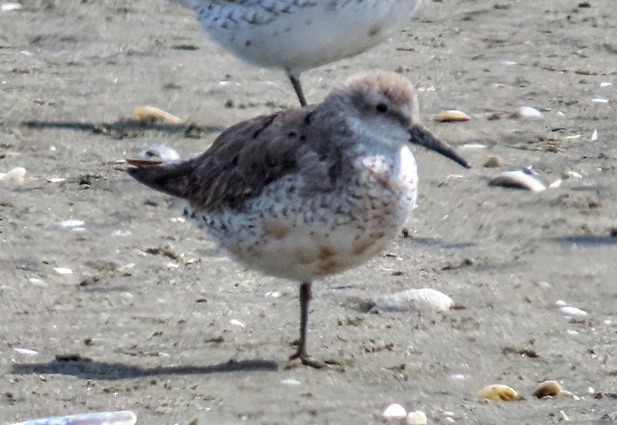 Red Knot - ML609038819
