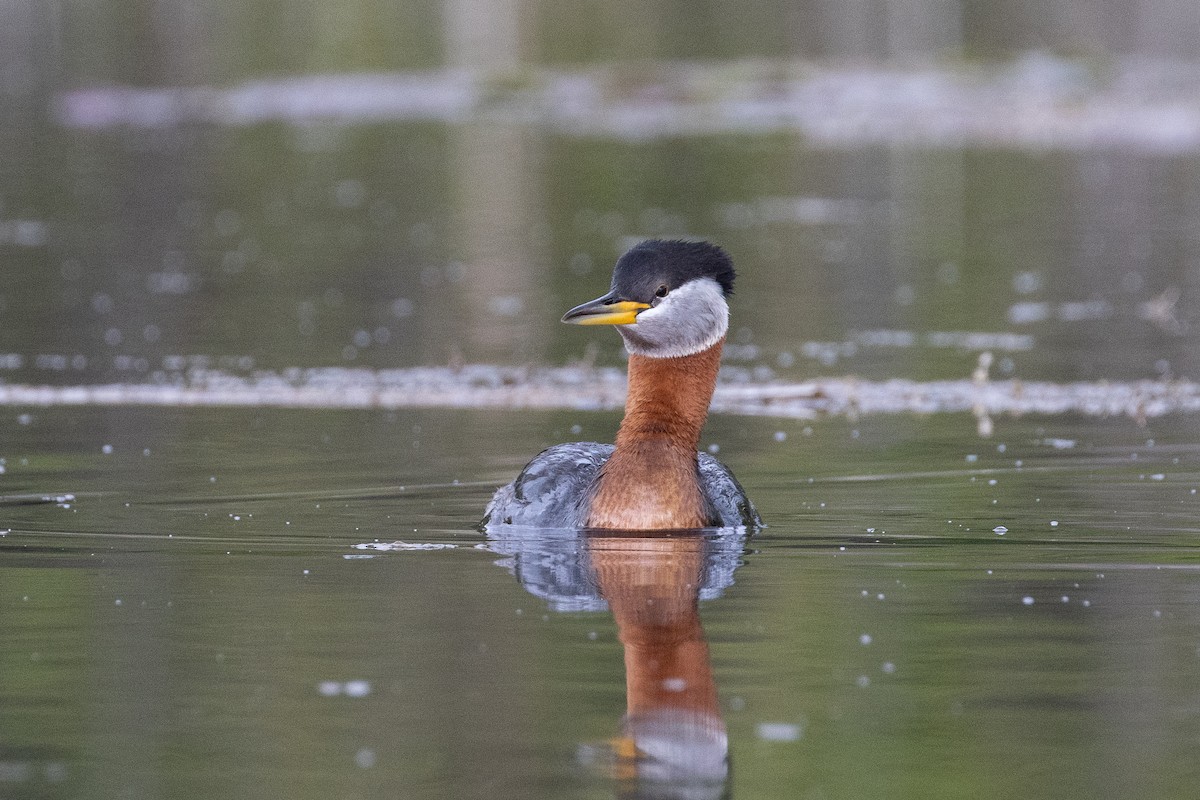 Red-necked Grebe - ML609038896