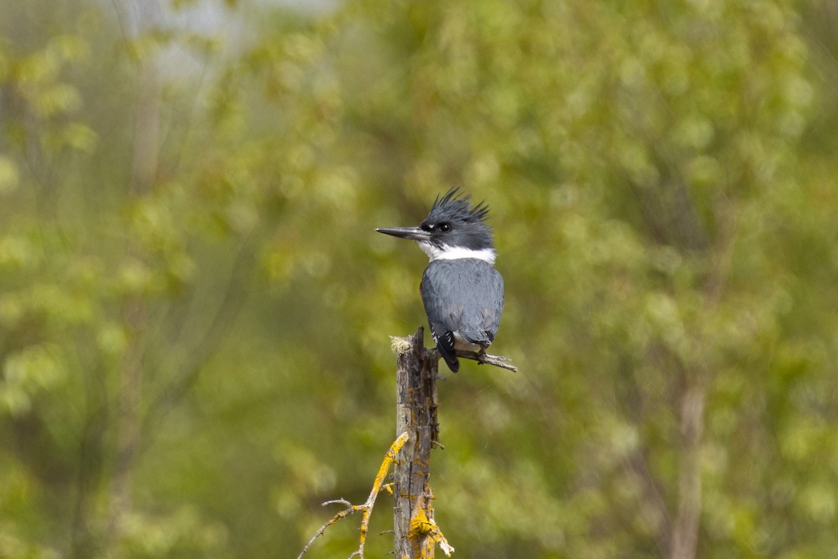 Belted Kingfisher - ML609038911