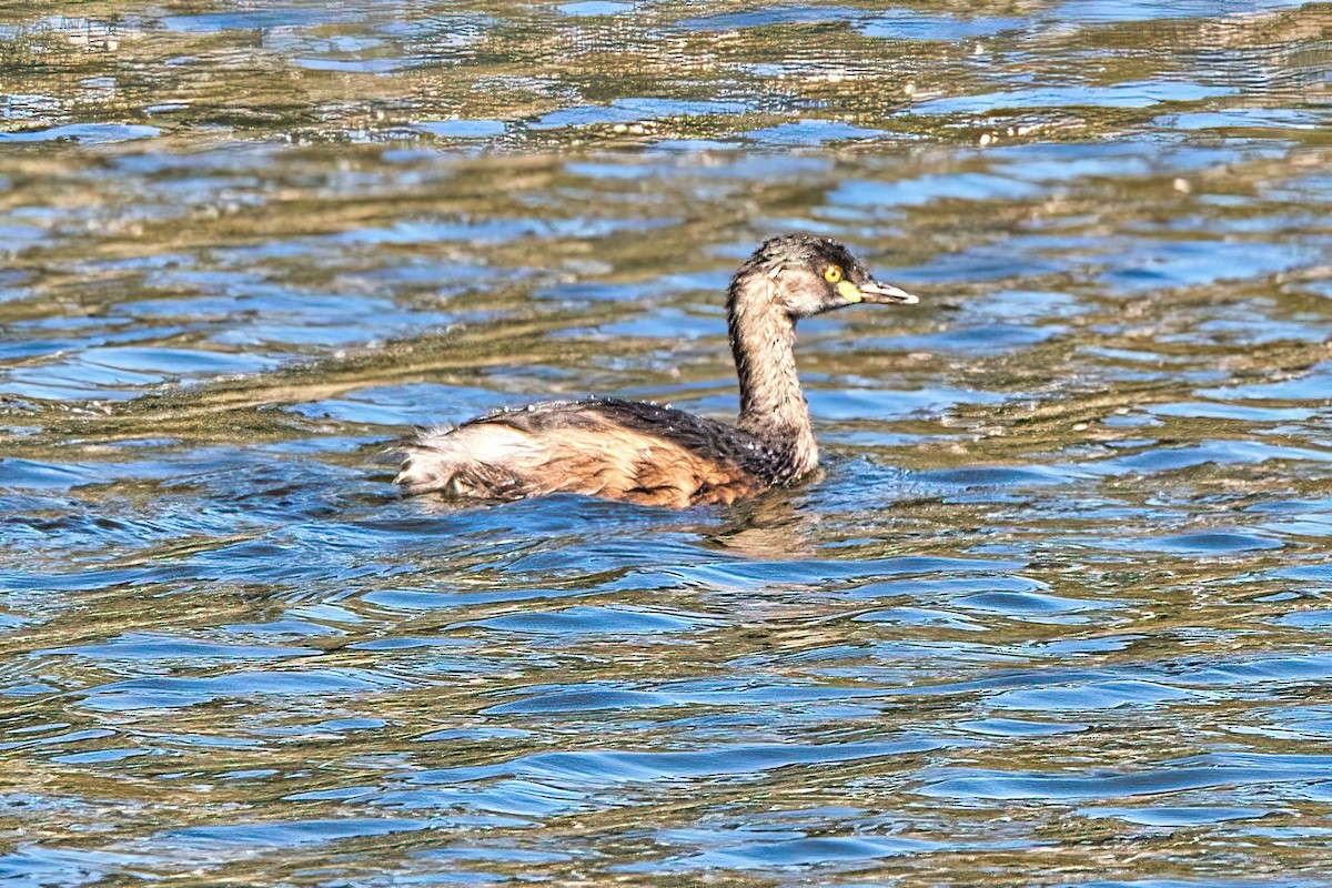eBird Checklist - 20 Sep 2023 - Spring Lake Springfield - 34 species
