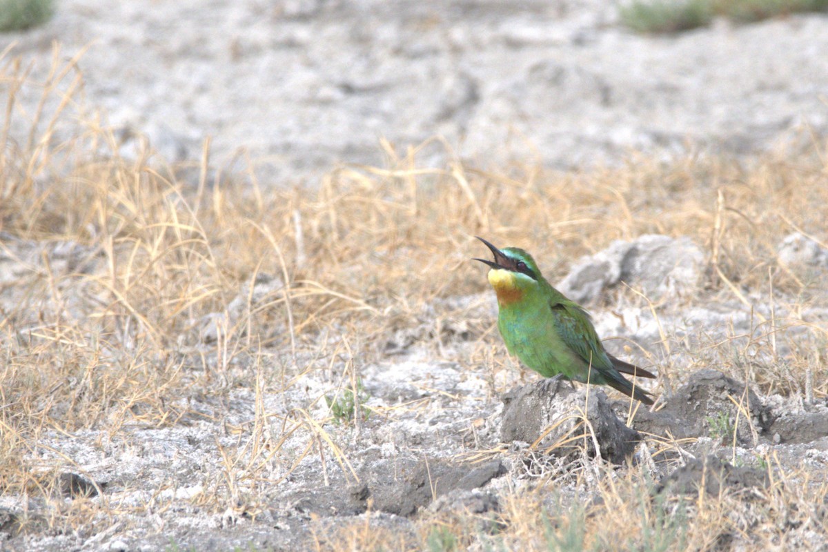 Blue-cheeked Bee-eater - ML609039211