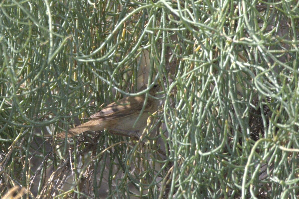 Booted Warbler - ML609039328