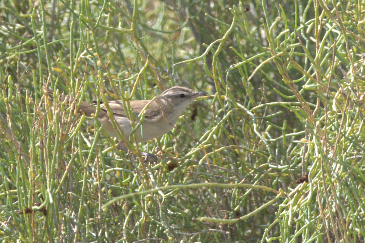 Booted Warbler - ML609039329