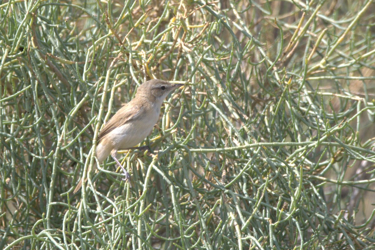 Booted Warbler - ML609039330