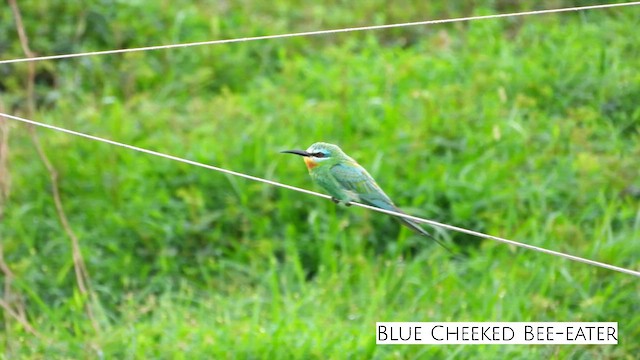 Blue-cheeked Bee-eater - ML609039380