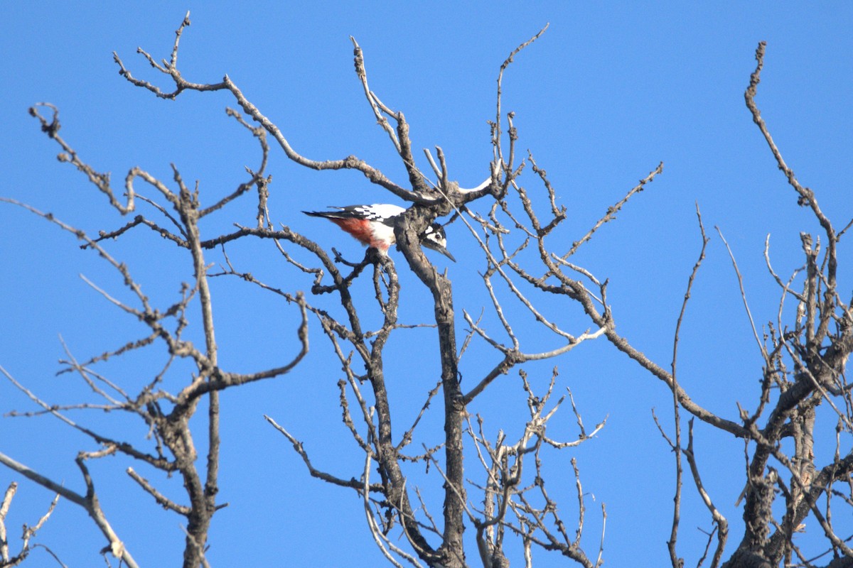 White-winged Woodpecker - ML609039410