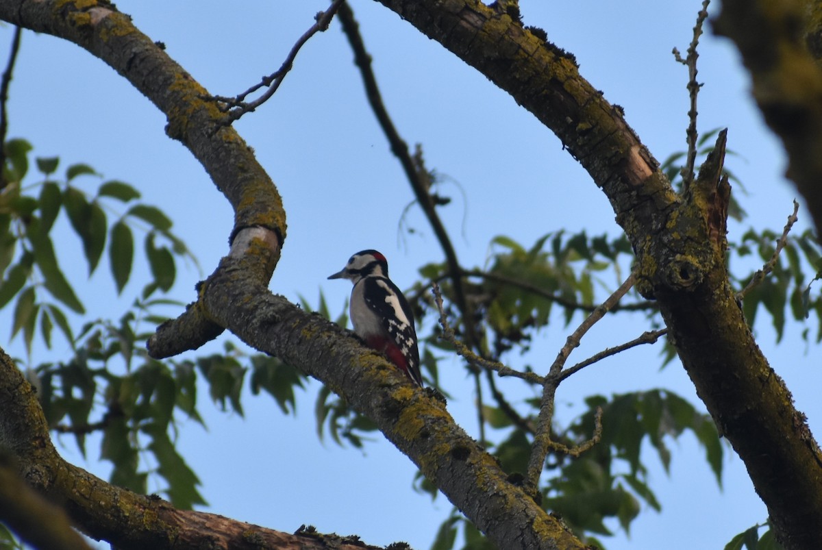 Great Spotted Woodpecker - ML609039593