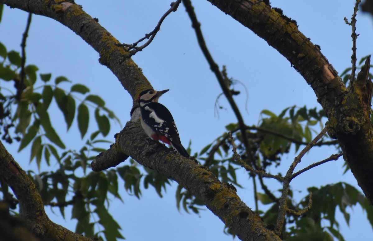 Great Spotted Woodpecker - ML609039594