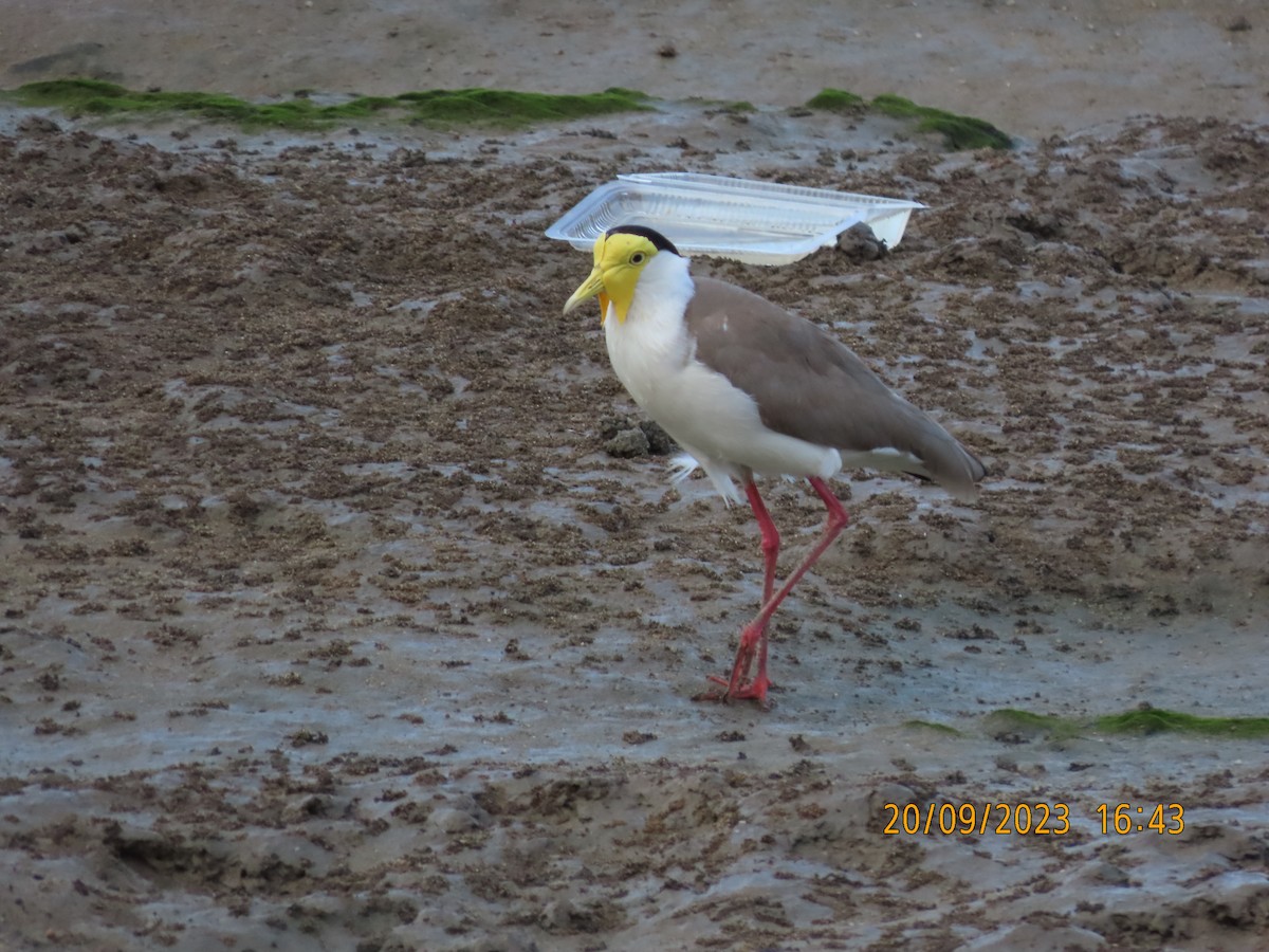 Masked Lapwing - ML609039878