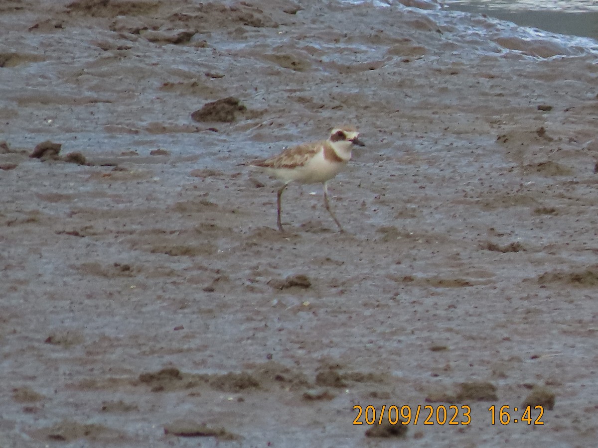 Greater Sand-Plover - ML609039883