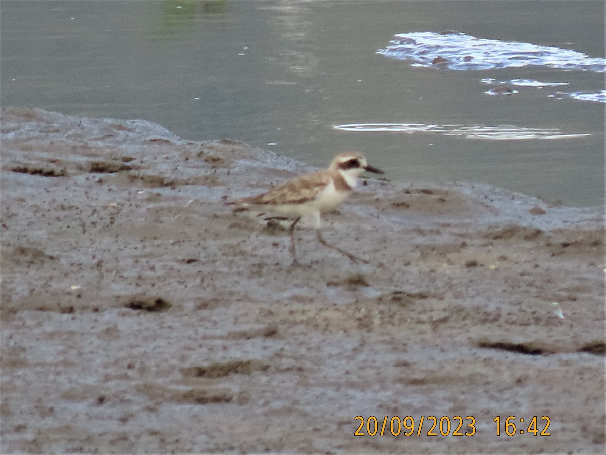 Greater Sand-Plover - ML609039886