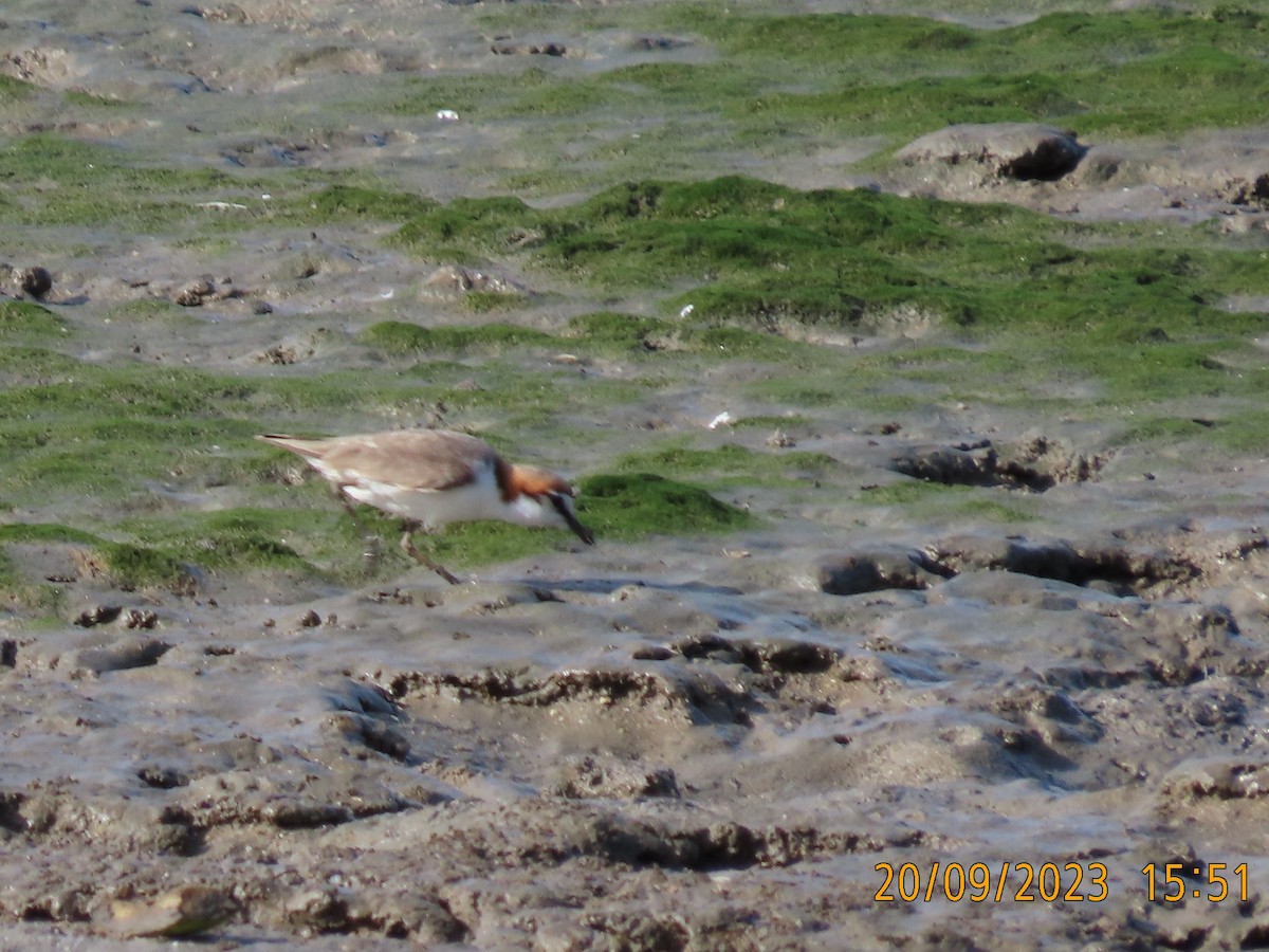 Red-capped Plover - ML609039892