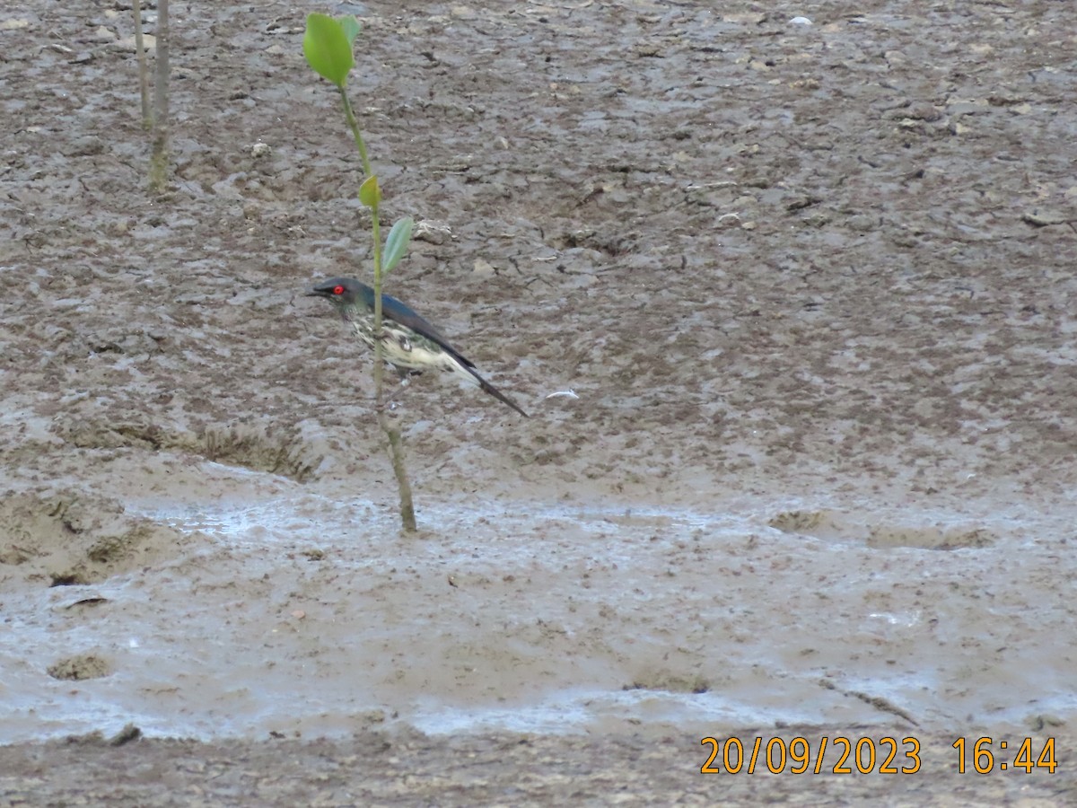 Metallic Starling - ML609039936