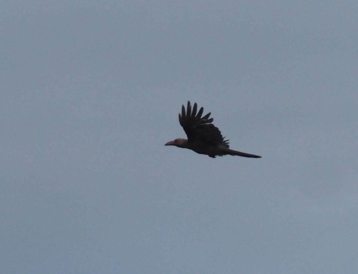 Новогвинейская ворона - ML609040123
