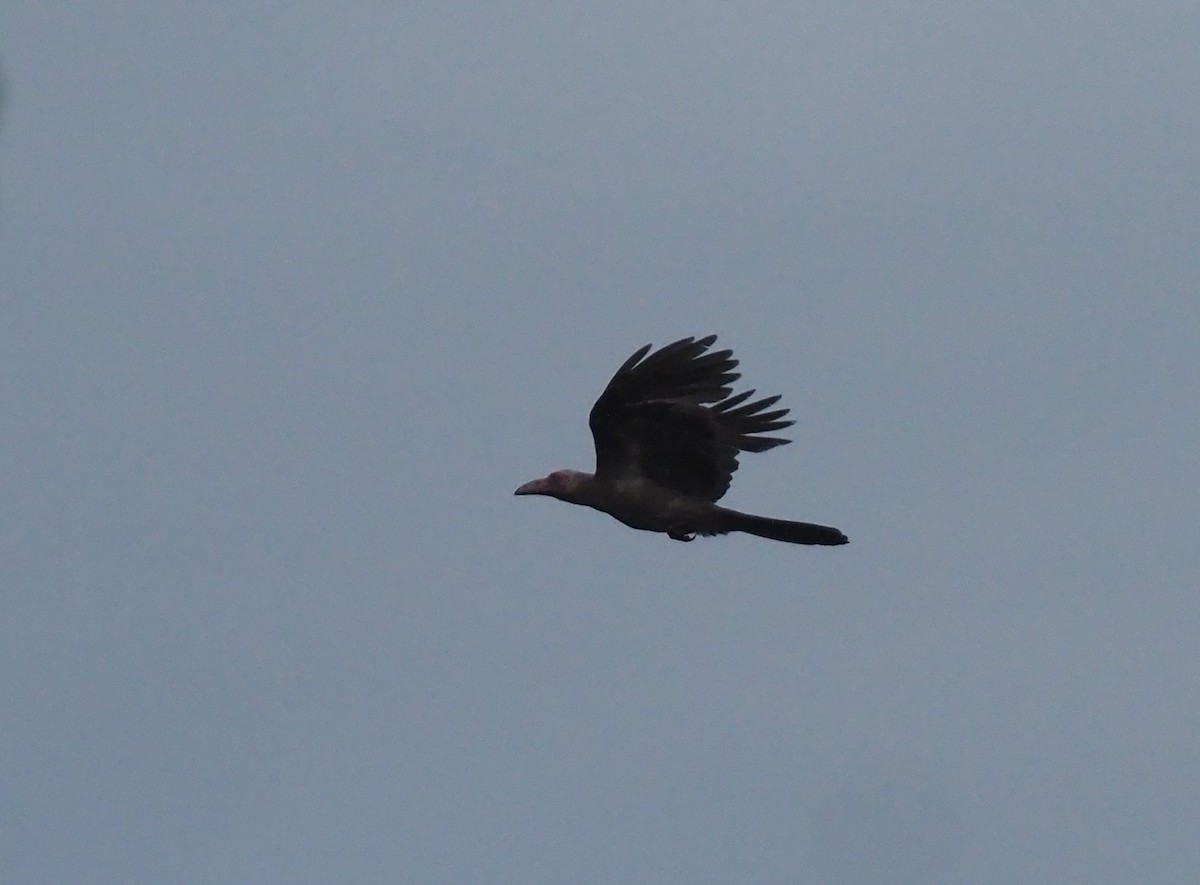 Новогвинейская ворона - ML609040125