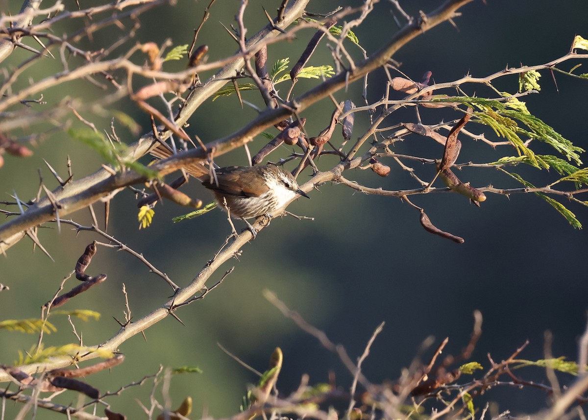 Great Spinetail - ML609040260