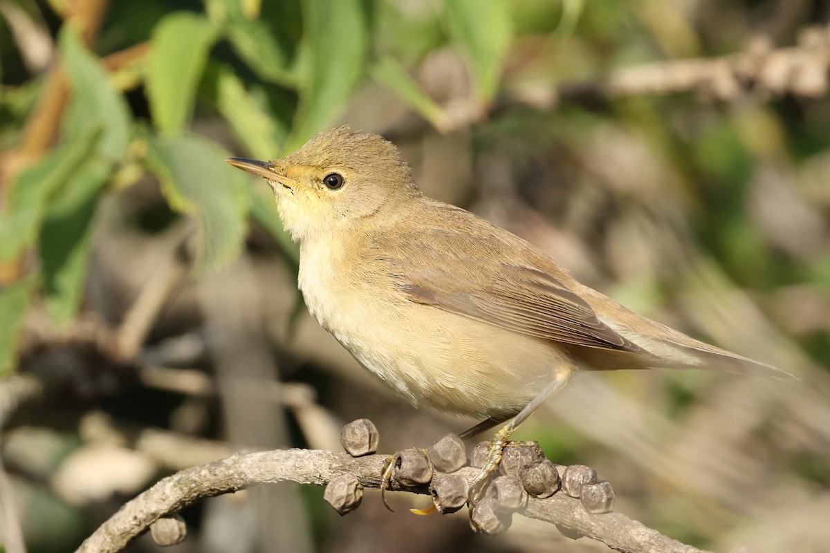 Common Reed Warbler - ML609040707