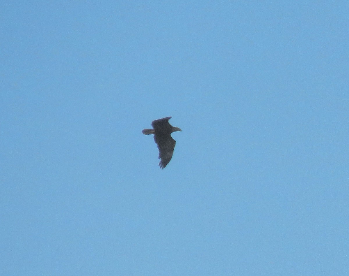 New York Breeding Bird Atlas Checklist Sep Floyd Bennett Field Species