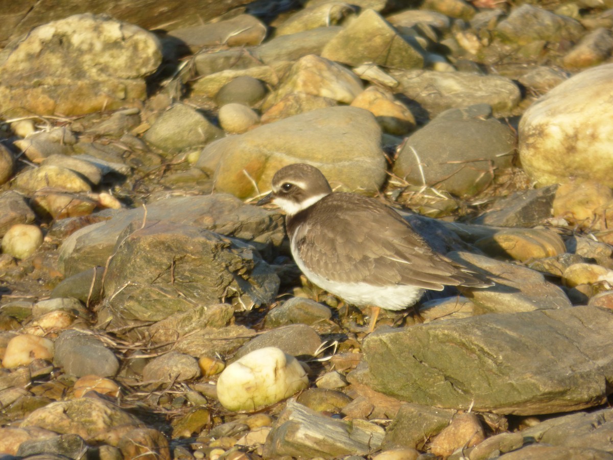 Common Ringed Plover - ML609040787