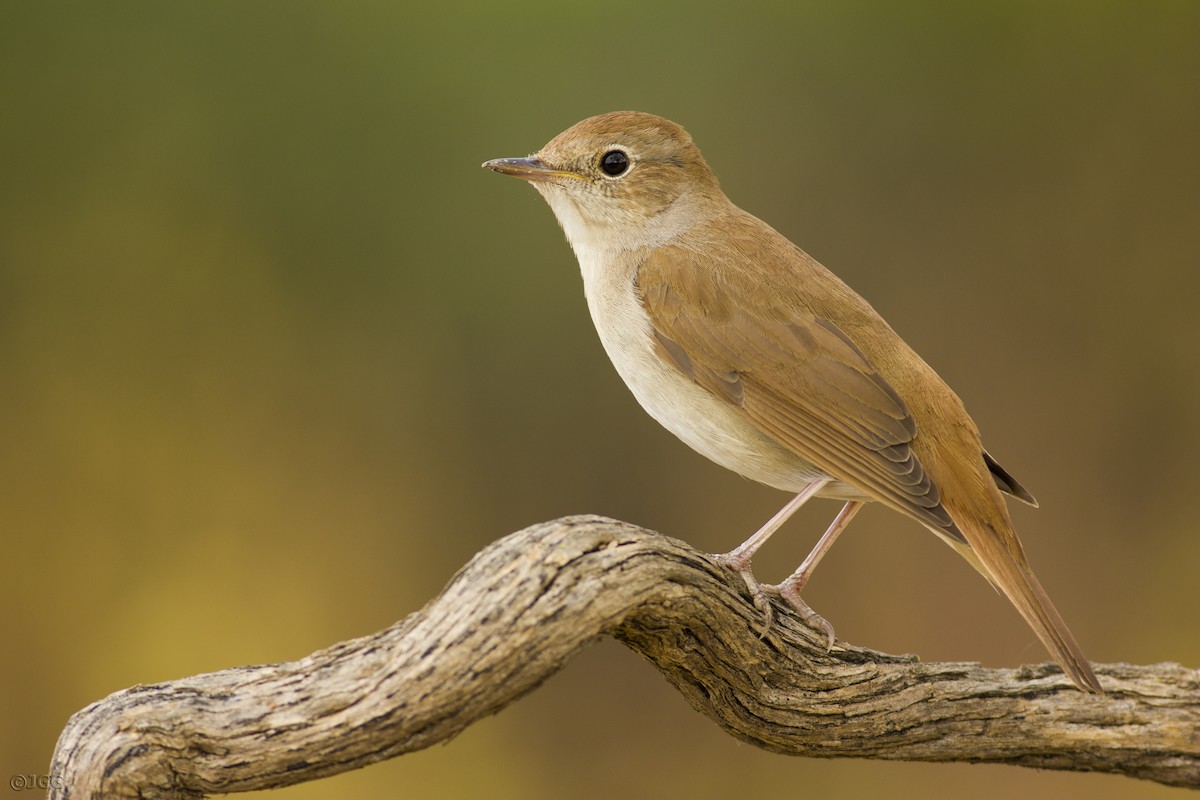 Common Nightingale - ML609040987