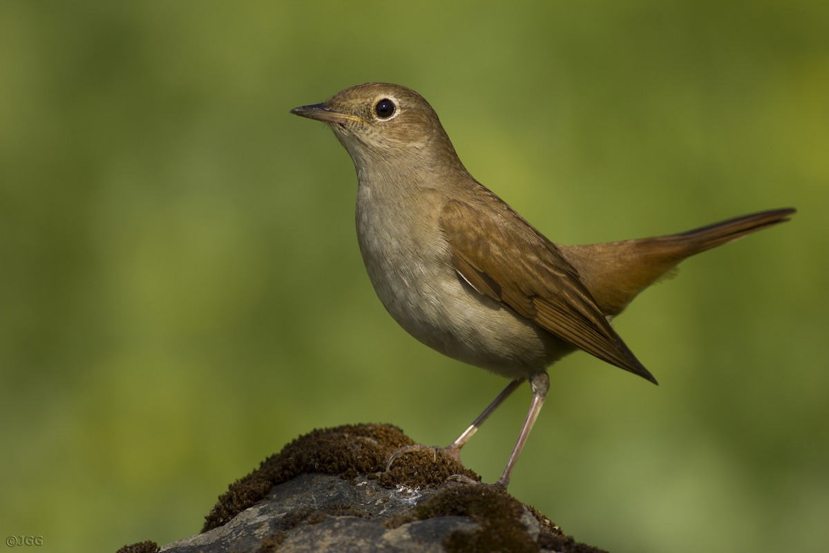Common Nightingale - ML609041088