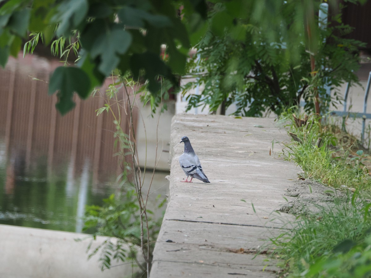 Rock Pigeon (Feral Pigeon) - ML609041216