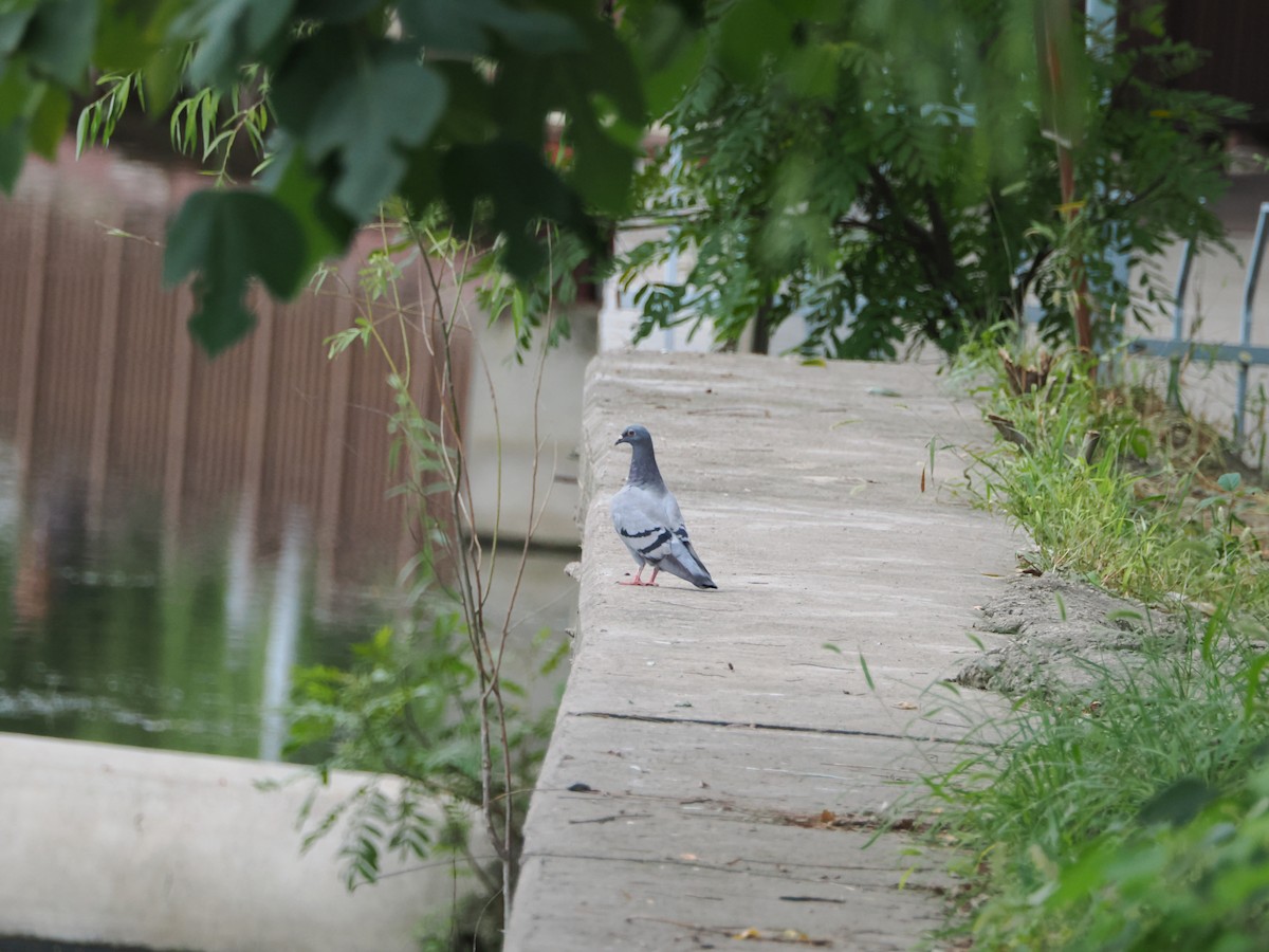 Rock Pigeon (Feral Pigeon) - ML609041217