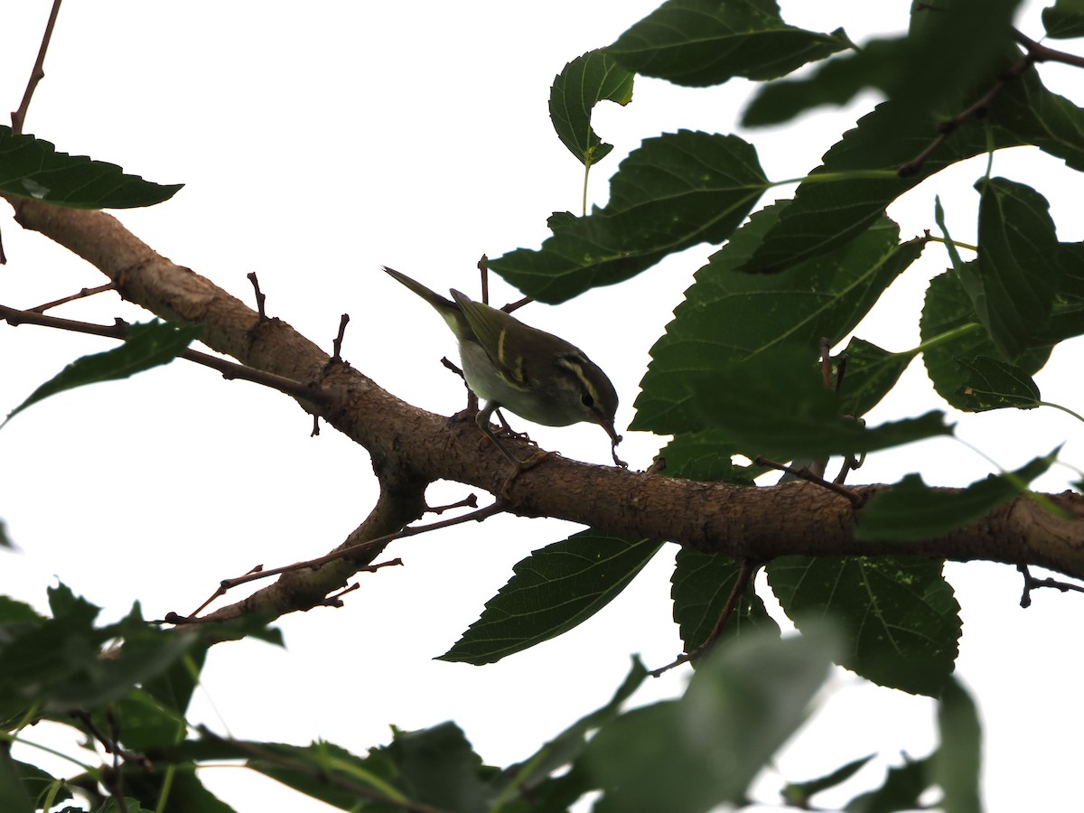 Yellow-browed Warbler - ML609041275
