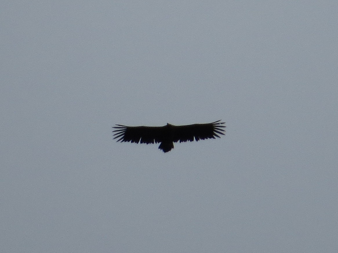 Cinereous Vulture - ML609041334