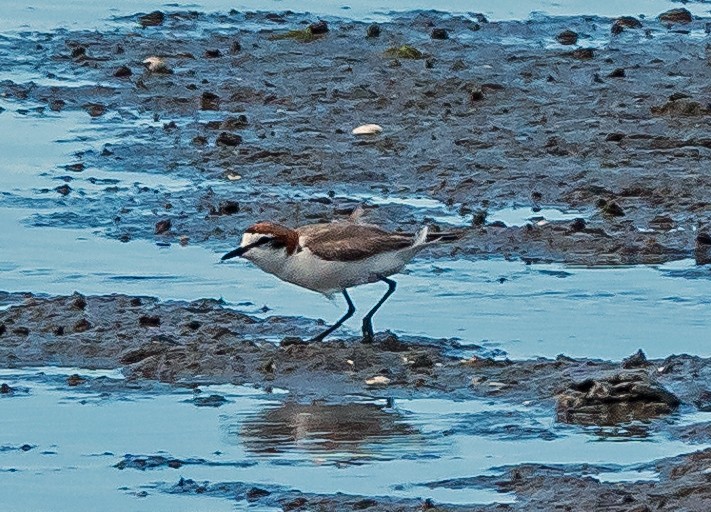Red-capped Plover - ML609041437